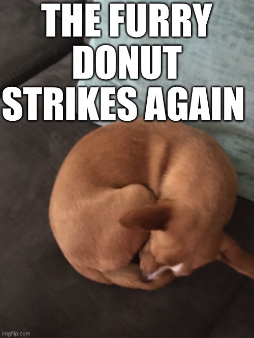 Return of the furry donut | THE FURRY DONUT STRIKES AGAIN | image tagged in jasperthedoggo,furry,donut,memes | made w/ Imgflip meme maker