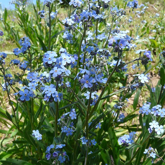 High Quality Forget-me-not flowers Blank Meme Template