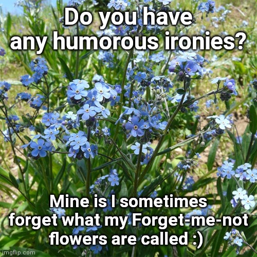 Humorous ironies | Do you have any humorous ironies? Mine is I sometimes forget what my Forget-me-not flowers are called :) | image tagged in forget-me-not flowers,irony,personality,life can be funny | made w/ Imgflip meme maker