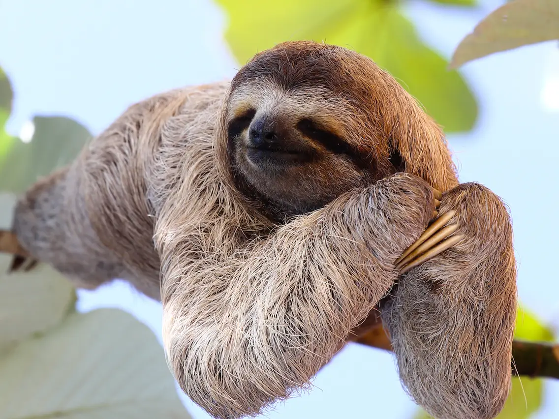 Sloth Blank Meme Template