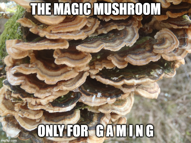 gaming mushroom | THE MAGIC MUSHROOM; ONLY FOR   G A M I N G | image tagged in gaming | made w/ Imgflip meme maker