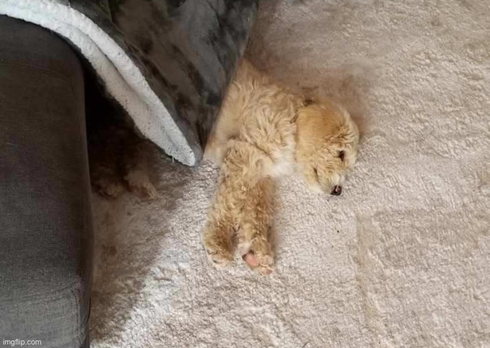 Brother’s new Australian Labradoodle puppy | image tagged in dogs,cute puppies,photos | made w/ Imgflip meme maker