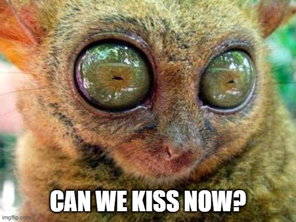 No Sleep for Lemur | CAN WE KISS NOW? | image tagged in no sleep for lemur | made w/ Imgflip meme maker