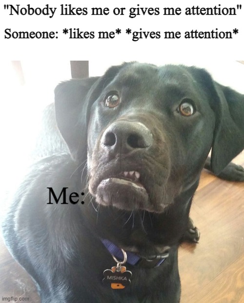 no you dont- | "Nobody likes me or gives me attention"; Someone: *likes me* *gives me attention*; Me: | image tagged in disgusted dog | made w/ Imgflip meme maker