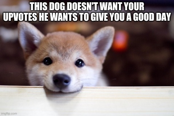 Good day | THIS DOG DOESN'T WANT YOUR UPVOTES HE WANTS TO GIVE YOU A GOOD DAY | image tagged in cute dog | made w/ Imgflip meme maker