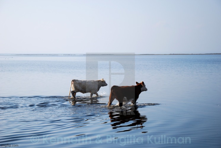 ocean cow couple | image tagged in ocean cow couple | made w/ Imgflip meme maker