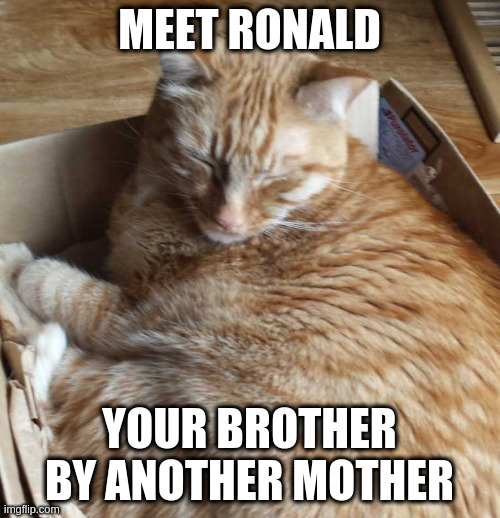 sleeping r***** | MEET RONALD YOUR BROTHER BY ANOTHER MOTHER | image tagged in sleeping r | made w/ Imgflip meme maker