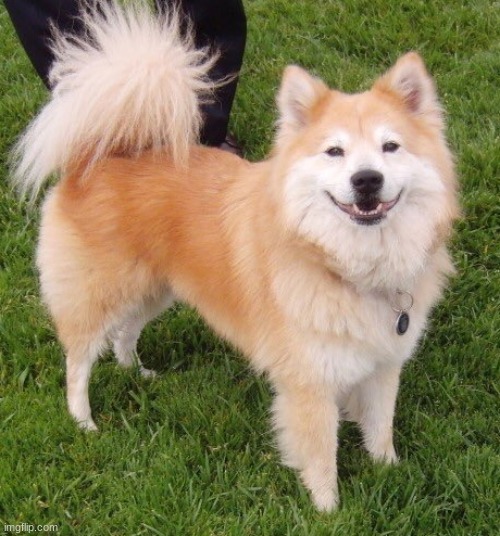 A good boi \ gorl | image tagged in a good boi gorl | made w/ Imgflip meme maker
