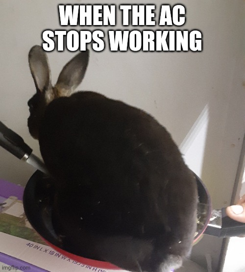 Bunny humor | WHEN THE AC STOPS WORKING | image tagged in bunny ac air conditioning | made w/ Imgflip meme maker