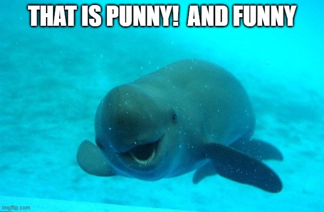 Punny Porpoise | THAT IS PUNNY!  AND FUNNY | image tagged in punny porpoise | made w/ Imgflip meme maker