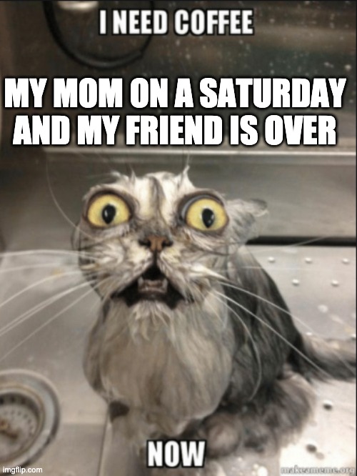 MY MOM ON A SATURDAY AND MY FRIEND IS OVER | image tagged in funny cats | made w/ Imgflip meme maker