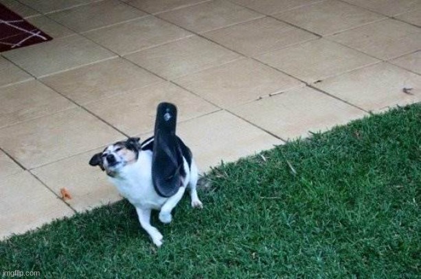 dog n flip flop | image tagged in dog n flip flop | made w/ Imgflip meme maker