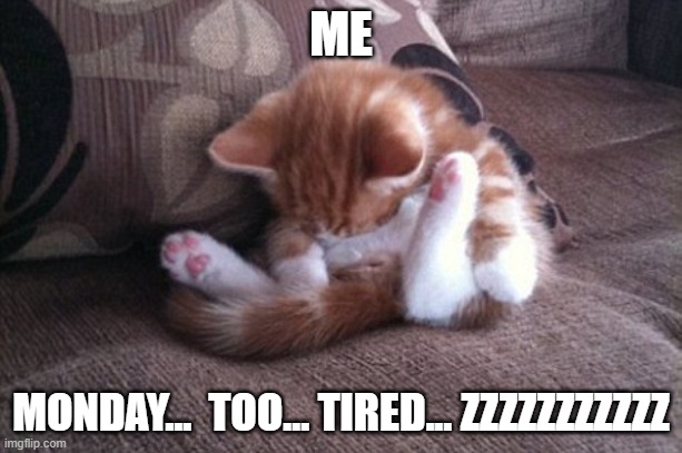 This is LITERLY me | ME; MONDAY...  TOO... TIRED... ZZZZZZZZZZZ | image tagged in cat sleeping in awkward position | made w/ Imgflip meme maker