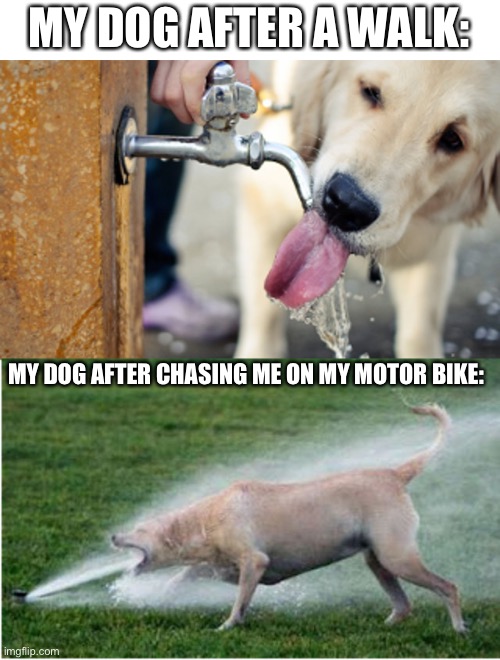 Honk | MY DOG AFTER A WALK:; MY DOG AFTER CHASING ME ON MY MOTOR BIKE: | image tagged in dog drinking water vs dog and sprinkler | made w/ Imgflip meme maker