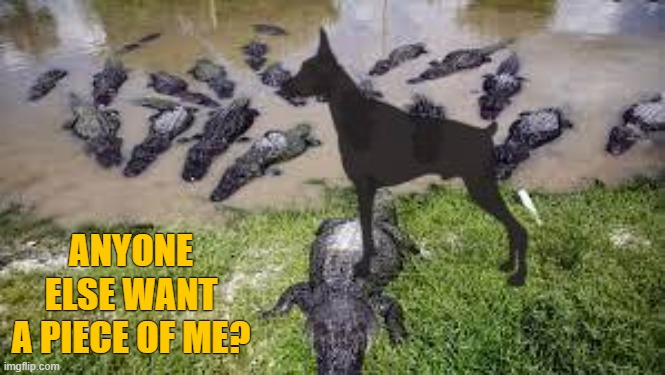 Get Some | ANYONE ELSE WANT A PIECE OF ME? | image tagged in dog memes,alligator memes,croc memes,meme malicia | made w/ Imgflip meme maker