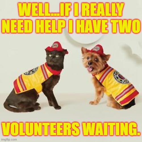 WELL...IF I REALLY NEED HELP I HAVE TWO VOLUNTEERS WAITING. | made w/ Imgflip meme maker
