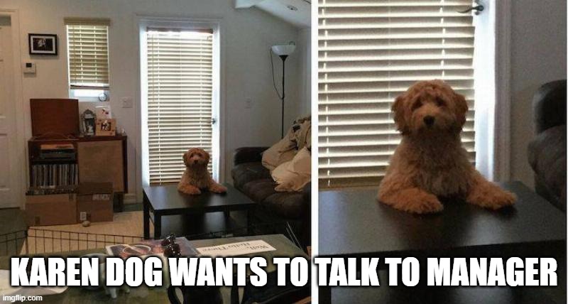 Karen Dog Wants To Talk To Manager | KAREN DOG WANTS TO TALK TO MANAGER | image tagged in karen,karens | made w/ Imgflip meme maker