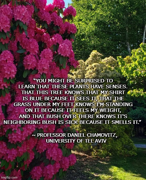 Plant Senses | “YOU MIGHT BE SURPRISED TO LEARN THAT THESE PLANTS HAVE SENSES. THAT THIS TREE KNOWS THAT MY SHIRT IS BLUE BECAUSE IT SEES IT, THAT THE GRASS UNDER MY FEET KNOWS I'M STANDING ON IT BECAUSE IT FEELS MY WEIGHT, AND THAT BUSH OVER THERE KNOWS IT'S NEIGHBORING BUSH IS SICK BECAUSE IT SMELLS IT.”; ~ PROFESSOR DANIEL CHAMOVITZ, UNIVERSITY OF TEL AVIV | image tagged in plants | made w/ Imgflip meme maker