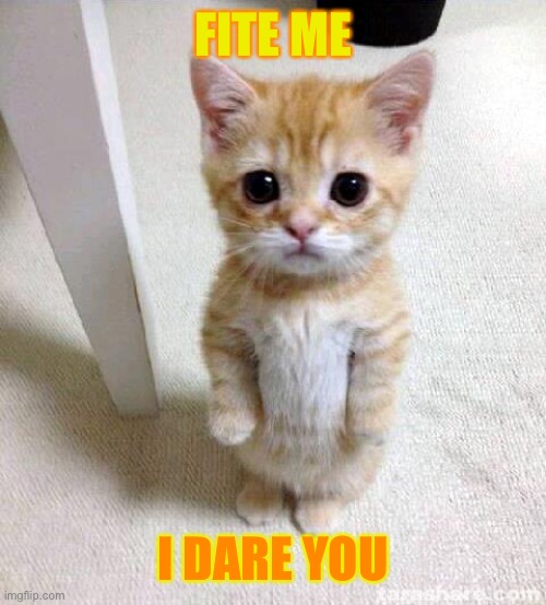 Cute Cat | FITE ME; I DARE YOU | image tagged in memes,cute cat | made w/ Imgflip meme maker