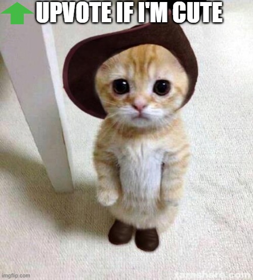 Cute Cat | UPVOTE IF I'M CUTE | image tagged in cute cat | made w/ Imgflip meme maker