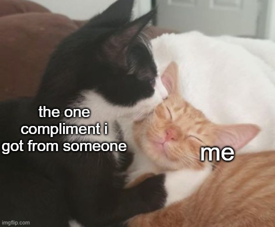 I got one yesterday | the one compliment i got from someone; me | image tagged in funny cats,compliment,lmao,relatable | made w/ Imgflip meme maker