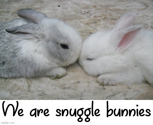 We are snuggle bunnies | image tagged in bunnies | made w/ Imgflip meme maker