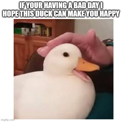 duck | IF YOUR HAVING A BAD DAY I HOPE THIS DUCK CAN MAKE YOU HAPPY | image tagged in duck,having a bad day | made w/ Imgflip meme maker