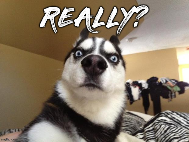 Shocked dog | REALLY? | image tagged in shocked dog | made w/ Imgflip meme maker