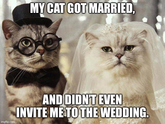 cat wedding | MY CAT GOT MARRIED, AND DIDN’T EVEN INVITE ME TO THE WEDDING. | image tagged in cat wedding | made w/ Imgflip meme maker