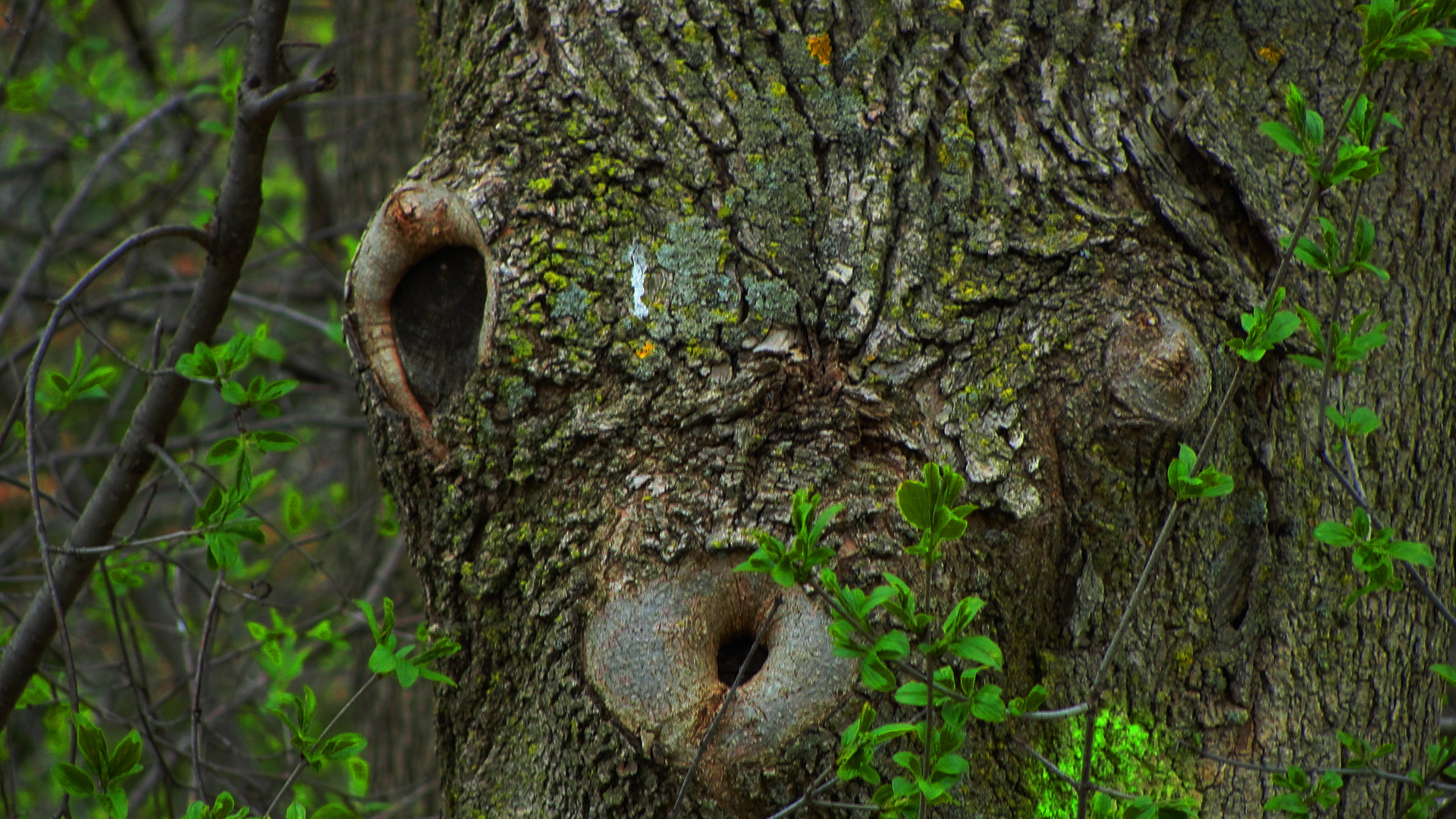 surprised tree Blank Meme Template