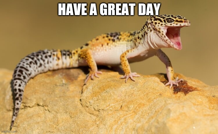 surprised gecko | HAVE A GREAT DAY | image tagged in surprised gecko | made w/ Imgflip meme maker
