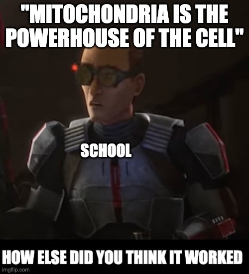 how else did you think it worked | "MITOCHONDRIA IS THE POWERHOUSE OF THE CELL"; SCHOOL | image tagged in how else did you think it worked,mitochondria is the powerhouse of the cell,school | made w/ Imgflip meme maker