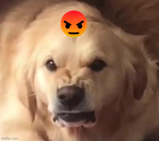 Doge angerey | image tagged in angry,doge | made w/ Imgflip meme maker