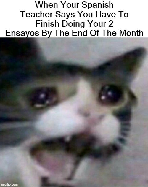 My question is how I got into Spanish Literacy Pre-AP Honors ? | When Your Spanish Teacher Says You Have To Finish Doing Your 2 Ensayos By The End Of The Month | image tagged in crying cat,spanish | made w/ Imgflip meme maker