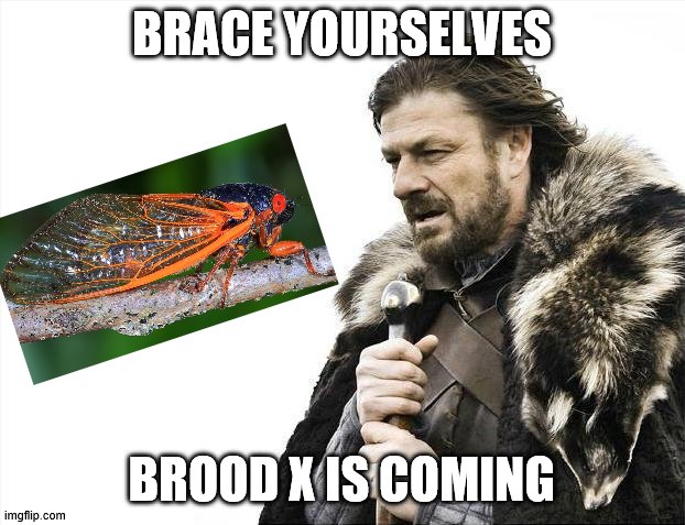 Brace Yourselves X is Coming | BRACE YOURSELVES; BROOD X IS COMING | image tagged in memes,brace yourselves x is coming,cicada,brood x,bugs,stay home | made w/ Imgflip meme maker
