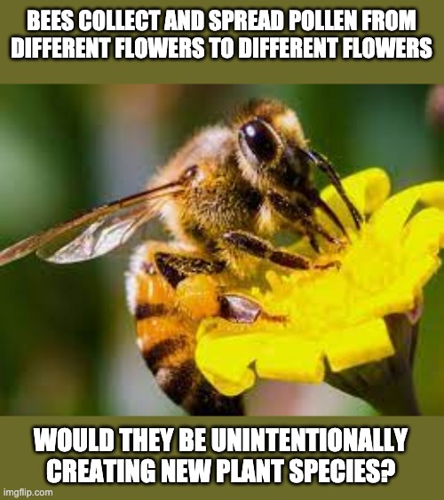 BEES COLLECT AND SPREAD POLLEN FROM DIFFERENT FLOWERS TO DIFFERENT FLOWERS; WOULD THEY BE UNINTENTIONALLY CREATING NEW PLANT SPECIES? | image tagged in bees,plants | made w/ Imgflip meme maker