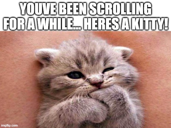 no need to upvote, its just a wittle kitten :D | YOUVE BEEN SCROLLING FOR A WHILE... HERES A KITTY! | image tagged in cats,cute,cute cats | made w/ Imgflip meme maker