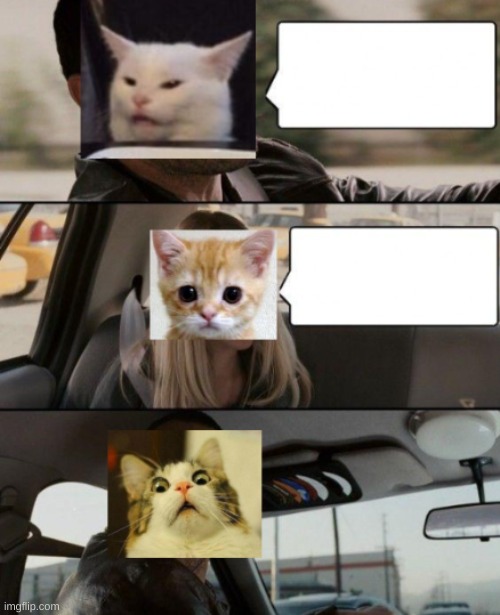 Cat Driving | image tagged in the rock driving,surprised cat,custom template,yeet | made w/ Imgflip meme maker
