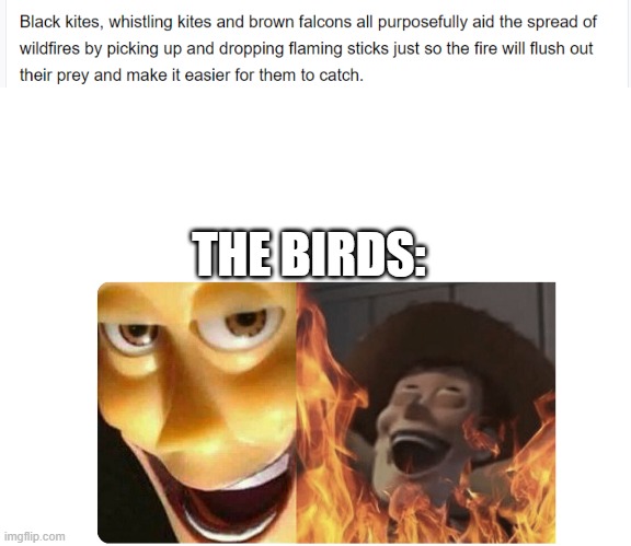 THE BIRDS: | image tagged in satanic woody | made w/ Imgflip meme maker
