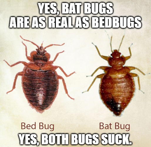 Bedbugs vs Bat Bugs | YES, BAT BUGS ARE AS REAL AS BEDBUGS; YES, BOTH BUGS SUCK. | image tagged in bedbugs vs batbugs,bedbugs,bats,bat bugs,pests,sucks | made w/ Imgflip meme maker