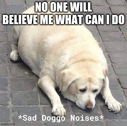 Sad Doggo Noises | NO ONE WILL BELIEVE ME WHAT CAN I DO | image tagged in sad doggo noises | made w/ Imgflip meme maker