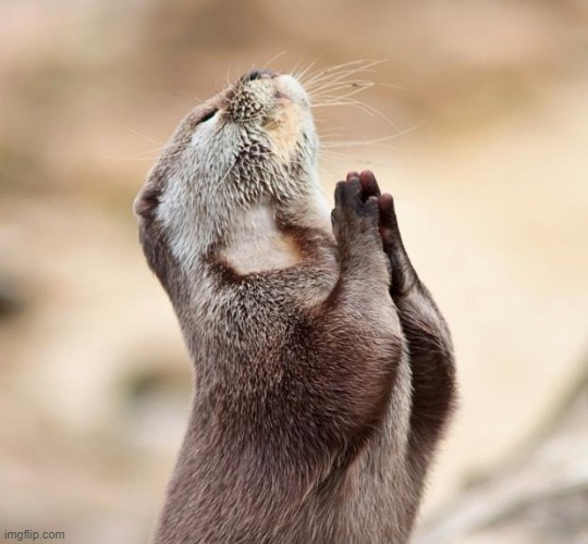 animal praying | image tagged in animal praying | made w/ Imgflip meme maker