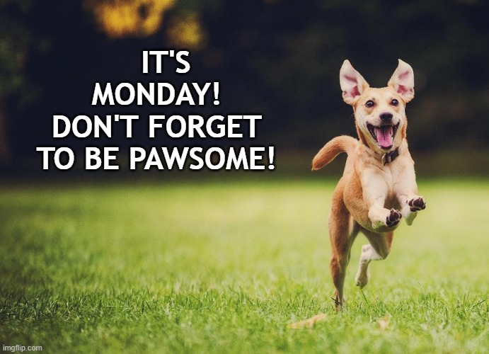 Be Pawsome | IT'S MONDAY! 
DON'T FORGET 
TO BE PAWSOME! | image tagged in dogs,pets,memes,motivational | made w/ Imgflip meme maker