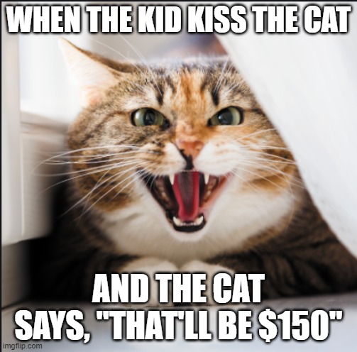 That'll be $150 | WHEN THE KID KISS THE CAT; AND THE CAT SAYS, "THAT'LL BE $150" | image tagged in cats | made w/ Imgflip meme maker