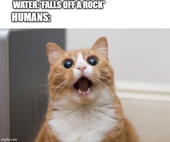 Amazed cat | WATER:*FALLS OFF A ROCK*; HUMANS: | image tagged in amazed cat | made w/ Imgflip meme maker