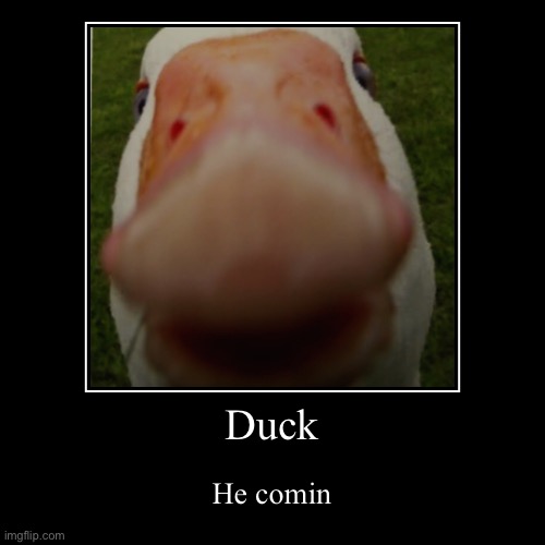 Duck | Duck | He comin | image tagged in funny,demotivationals | made w/ Imgflip demotivational maker