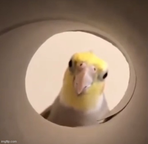 Cockatiel all seeing eye | image tagged in cockatiel all seeing eye | made w/ Imgflip meme maker