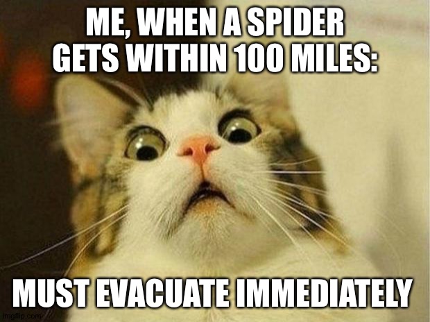 Scared Cat Meme | ME, WHEN A SPIDER GETS WITHIN 100 MILES:; MUST EVACUATE IMMEDIATELY | image tagged in memes,scared cat | made w/ Imgflip meme maker