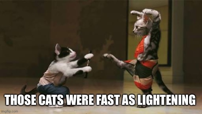 Cat fight | THOSE CATS WERE FAST AS LIGHTENING | image tagged in cat fight | made w/ Imgflip meme maker