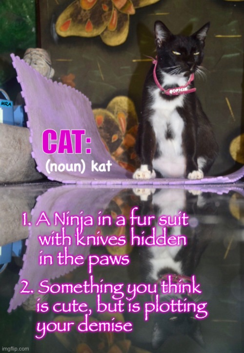 Sophie, the Stealthy Assassin | image tagged in here kitty kitty,puss puss,jungle kitty,lover not a fighter,dear cat,my girl | made w/ Imgflip meme maker